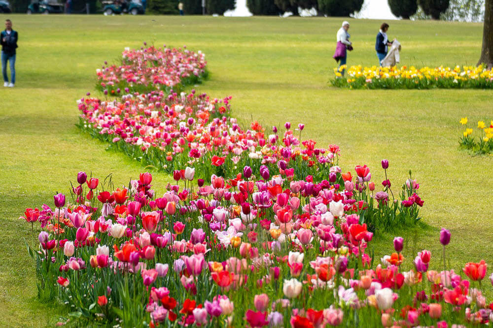 Parco Giardino Sigurtà - Tulipanomania