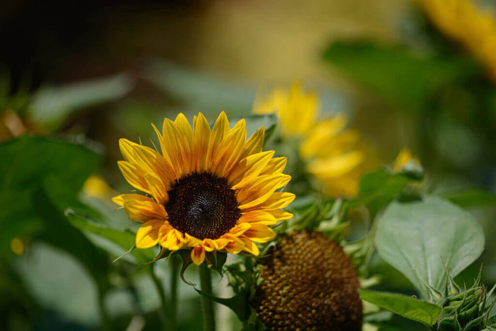 Parco Giardino Sigurtà - Girasole