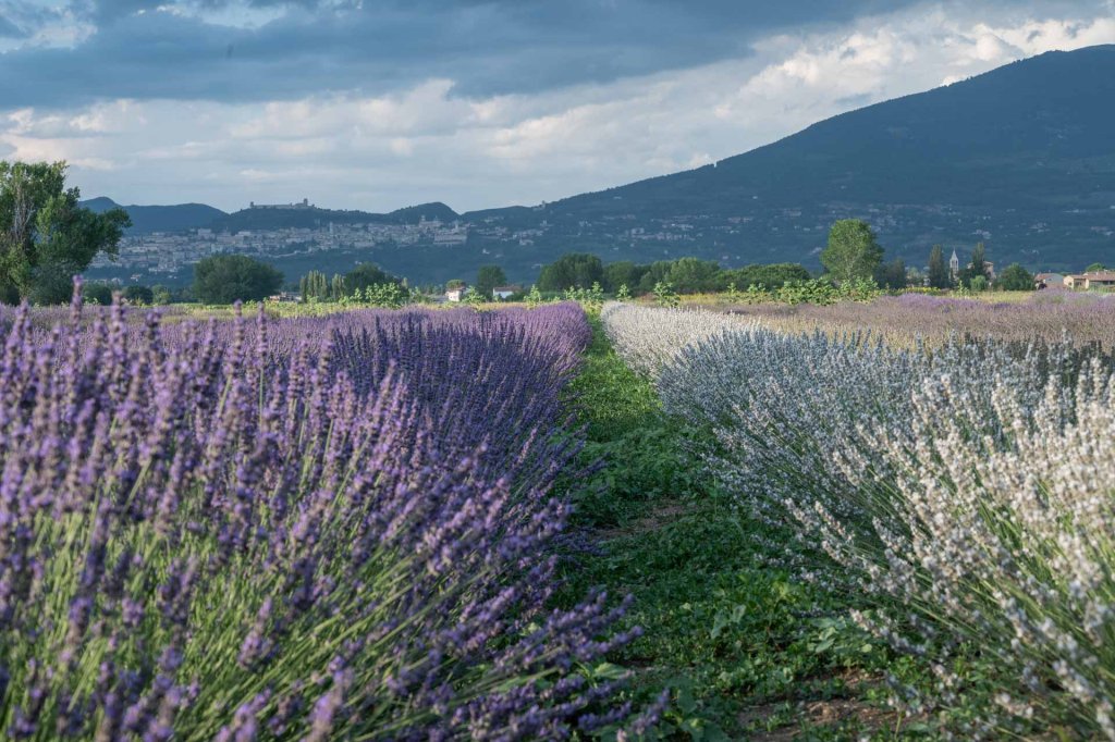 Pasqua in Umbria: tradizione fra Magia, Riti Antichi e Sapori Indimenticabili - TRAVEL & SPA Magazine | Rivista di viaggi Pasqua in Umbria: tradizione fra Magia, Riti Antichi e Sapori Indimenticabili La Pasqua in Umbria è intrisa di spiritualità e tradizioni secolari. Il Venerdì Santo, quest’anno il 18 aprile, vede lo svolgersi di processioni suggestive nei borghi più caratteristici. Ad Assisi, le confraternite sfilano con le statue della Madonna Addolorata e del Cristo Morto, creando un’atmosfera di intensa partecipazione religiosa. A Norcia, oltre 400 figuranti danno vita a una toccante Via Crucis con quadri viventi che culminano nella drammatica scena della crocifissione.