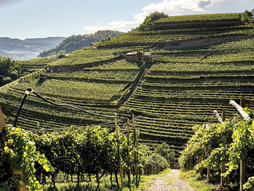Quando un vitigno racconta il territorio: Cembra Cantina di Montagna e il Riesling Trentino DOC 2023