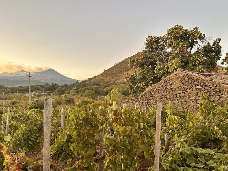 Etna Days 2025: alla scoperta dei vini del vulcano e del segreto del loro successo