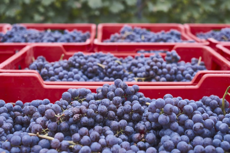 Crisi del vino in Europa: gli espianti sono davvero la soluzione?