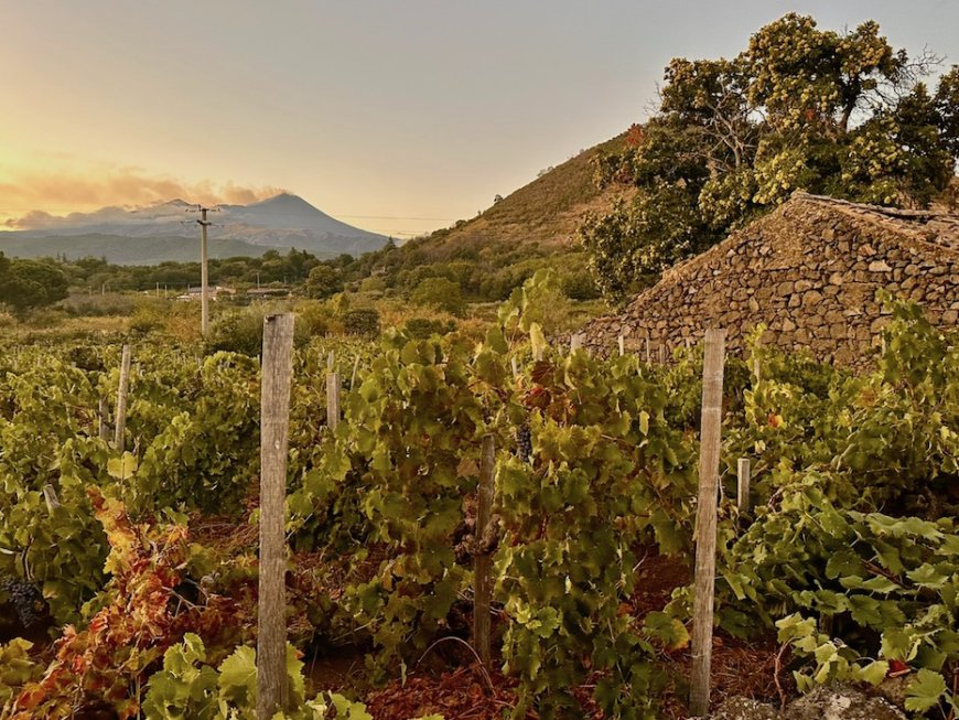 Cinque generazioni di Etna nel calice: la storia di Cantine Nicosia 