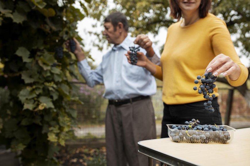 Enoturismo: le cantine ci credono più dei mercati? Il Global Wine Tourism Report 2025 risponde