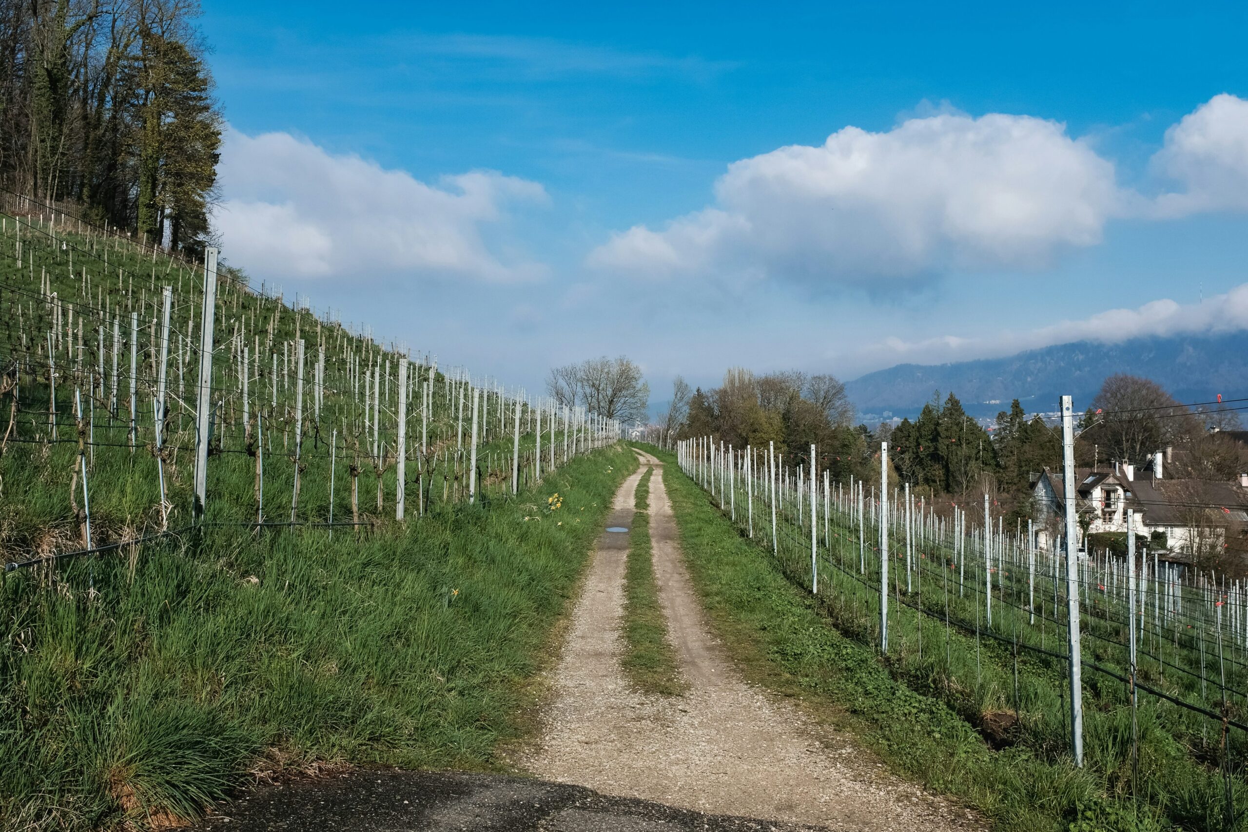 Nuovo Piano Triennale 2026-2028 per il Rilancio del Monferrato: Alleanza tra Consorzi e Focus su Brand e Sostenibilità