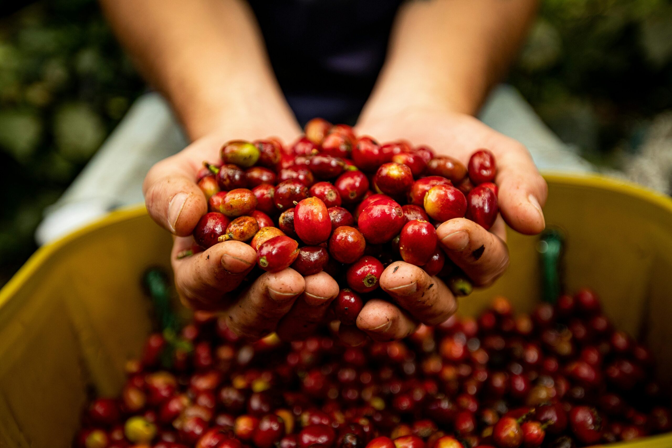 IIAC e Nestlé Coffee Academy organizzano evento ad Assago, focalizzato su sostenibilità e innovazione nel settore caffè.