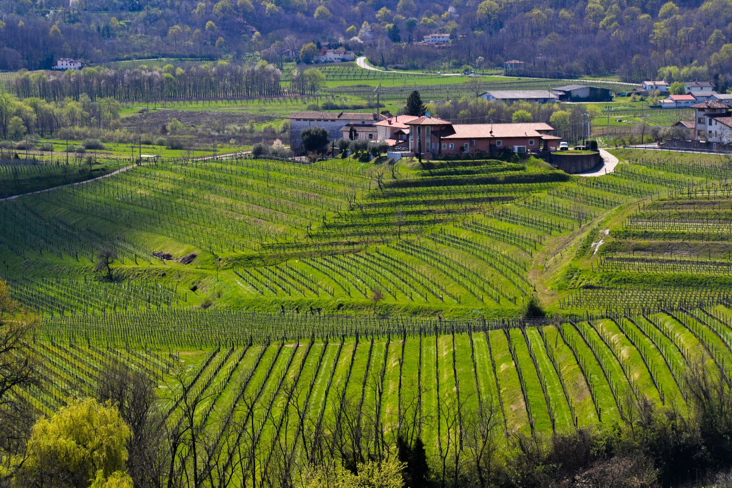 Capobianco Organic Farm, fondata nel 2022, porta prodotti biologici dalla Puglia a oltre 30 Paesi.