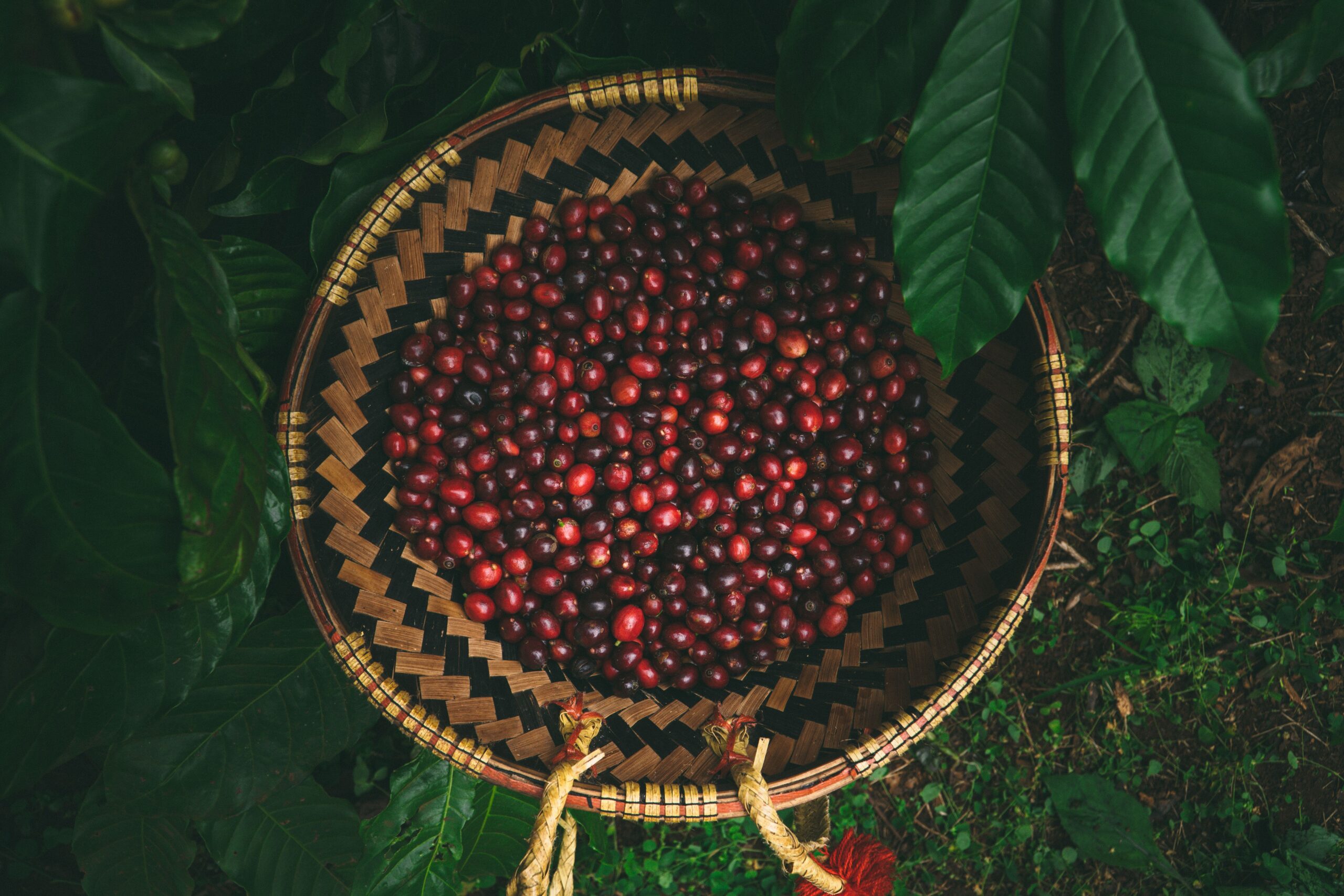 illycaffè e Westrock Coffee: nasce un accordo per il mercato USA