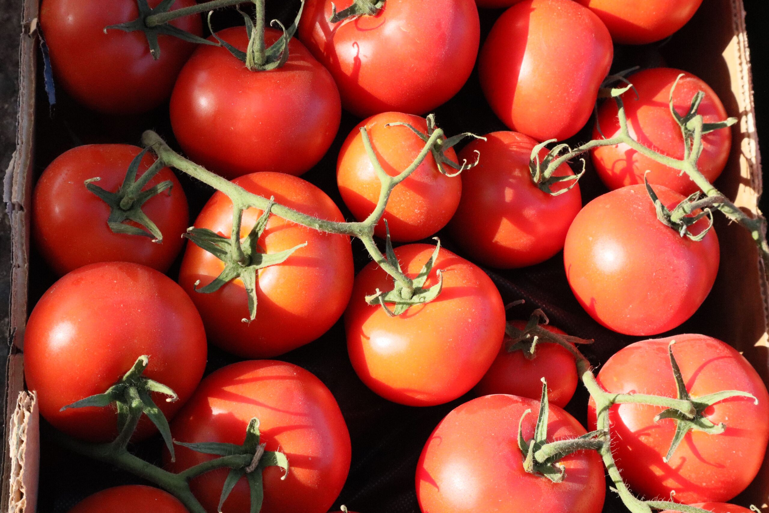 La Doria acquisisce il 100% di Solana Società Agricola per rafforzare il settore del pomodoro in Italia
