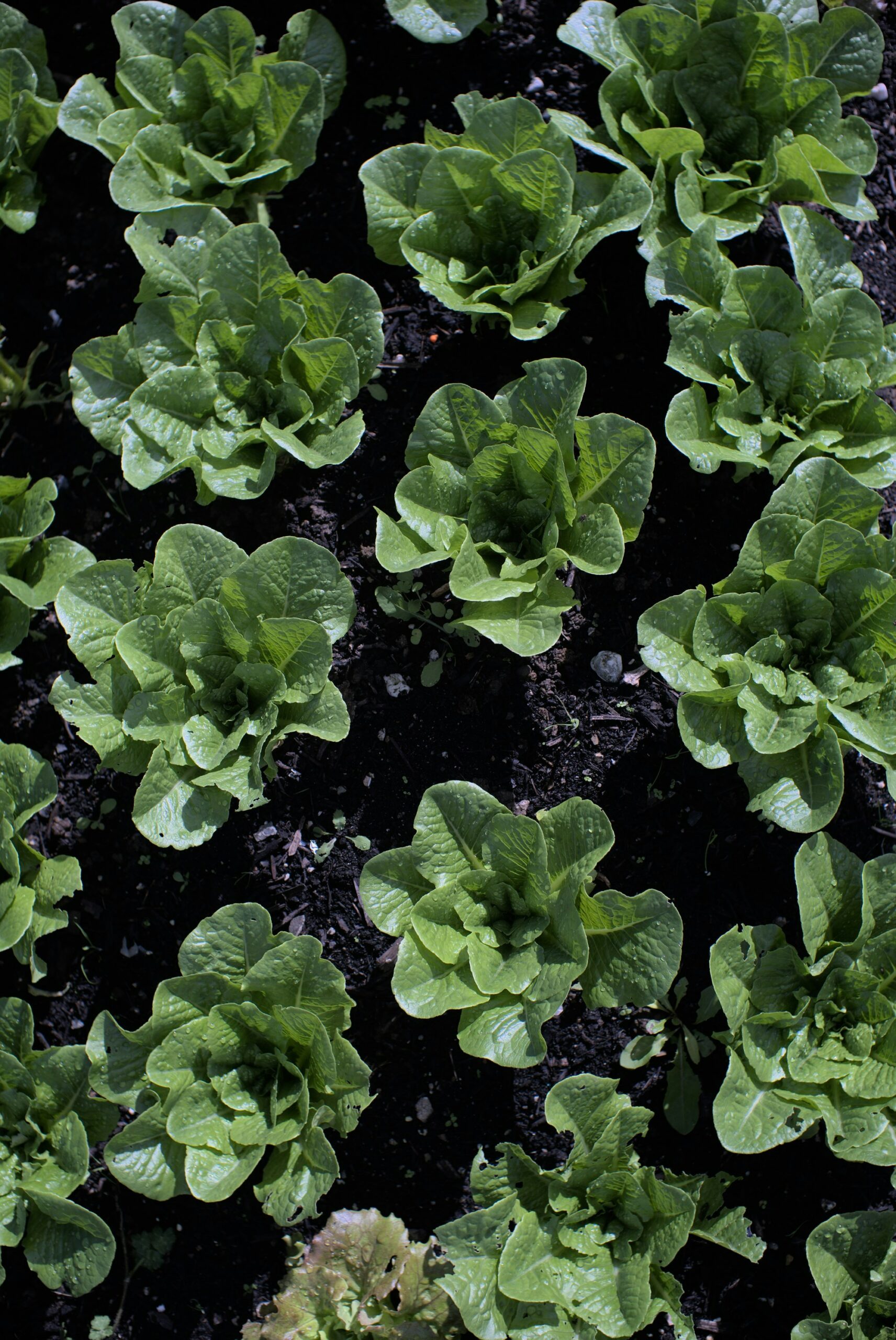 Il ristorante Opera Ingegno e Creatività di Torino lancia il nuovo menu degustazione Asteraceae da 6 portate a 90€