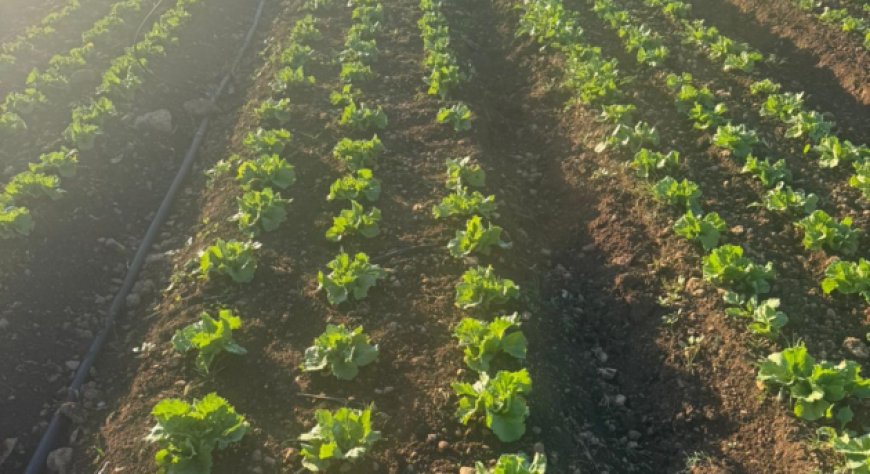 Agricola Azzurra e BioAretusa Farm Lanciano Filiera per Lattuga Iceberg Siciliana nel Siracusano, Ottobre-Maggio