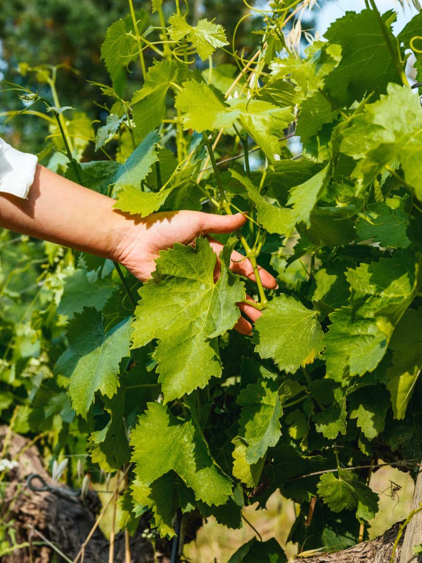 Il mercato mondiale del rosé si stabilizza, con focus su qualità e premium in mercati chiave come Provenza.