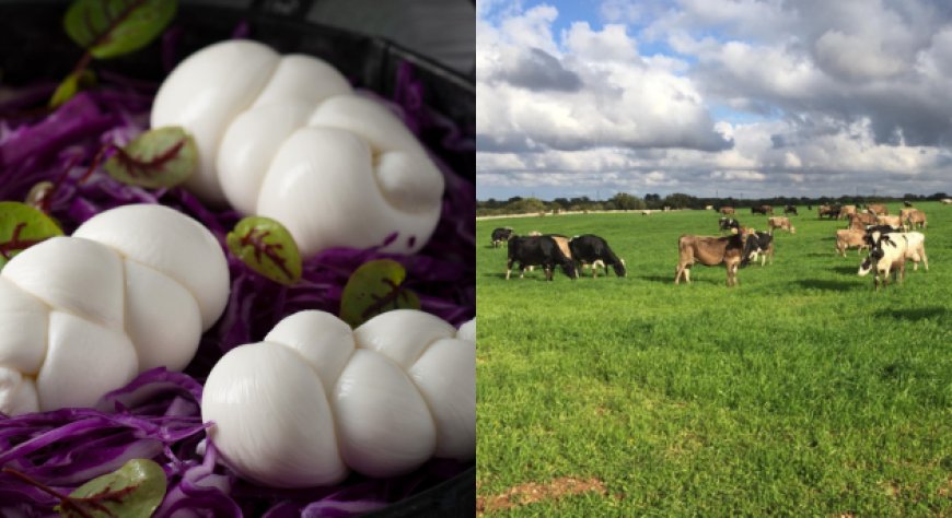 Gioia del Colle ospiterà Festa della Mozzarella DOP dal 21 al 23 agosto 2026, con degustazioni e dimostrazioni.
